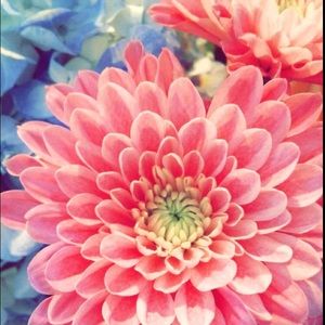 Meet your Posher, Dana